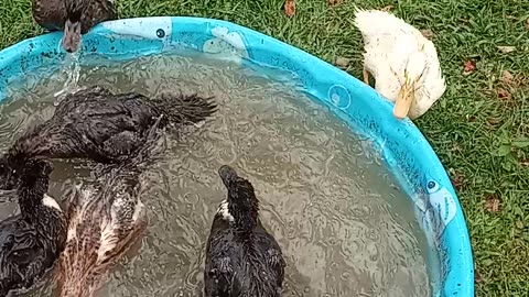 Ducks Enjoying Pool Time