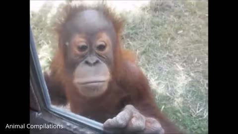 "Orangutans: The Majestic Primates Fighting for Survival"