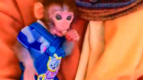 Adorable Monkeys, monkey, pets, smartest animals, cute monkey, baby monkey #29