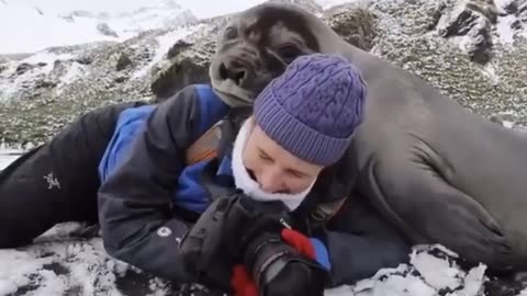 Elephant seal pup decides to flop on over and give photographer a hug