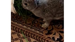 My rabbit is eating grass