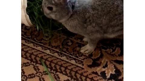 My rabbit is eating grass