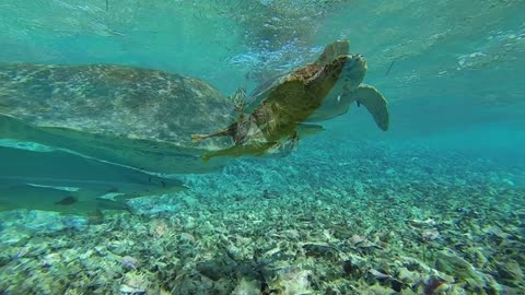 Snorkeler Shocked When Hungry Turtle Bites Camera