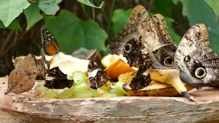 Monarch Butterfly Family Life Span