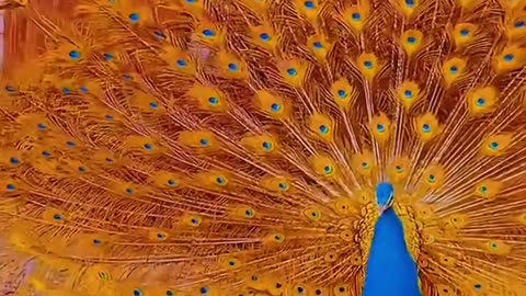 Yellow Peacock dance Will like followcomment share cat cute foryou fyp