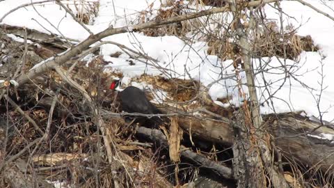 Pileated Woodpecker