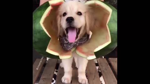 Dog play with cat in the street