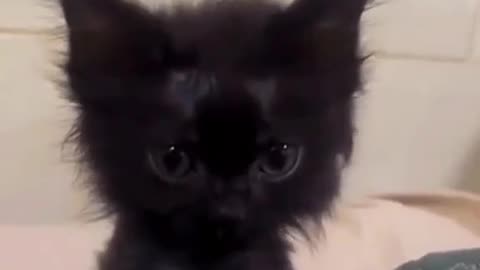 Bro look likes a flea 😹😹 | cute | funny | kitten | cat