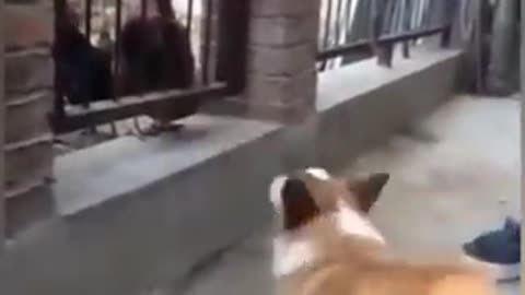 Chicken V Dog Fight Funny