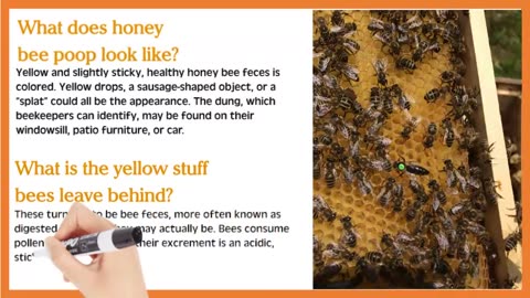 What is Honeybee Poop