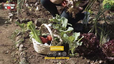 Vegetable Gardening - Food Gardening - Garden ideas and tips for Beginners