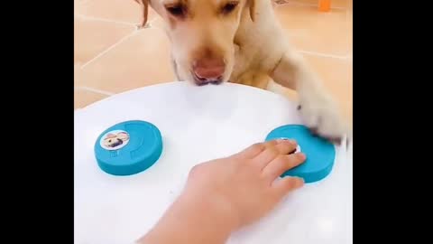 Do not laugh 😂😂 cute dog playing guess content 2021