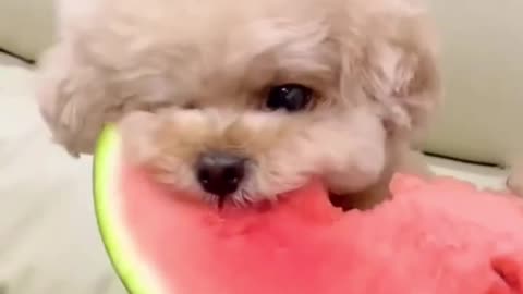 Dog beby eating watermelon ❣️❤️