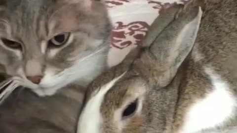 They are unlikely friends - and it's adorable