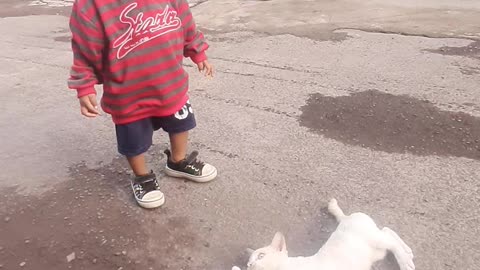 Little kid and little cat playing