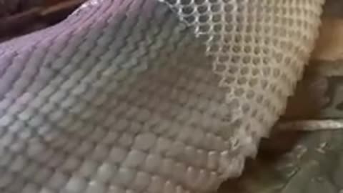 How satisfying is this snake shedding 🥶😱