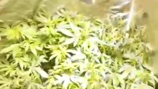 Encuentran cultivo de marihuana