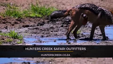 Hunters Creek Safari Outfitters 8-Day 7-Night Small Predator Hunt