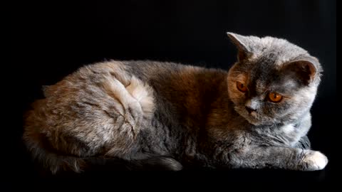 Beautiful gray cat