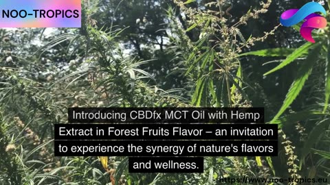 Nature's Harmony Unleashed: CBDfx MCT Oil with Hemp Extract Forest Fruits Flavor