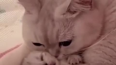 Hey!! One in a million love cat 😺😺 cute kitten hugs