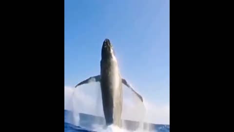 This sight of whale fish will thrill you