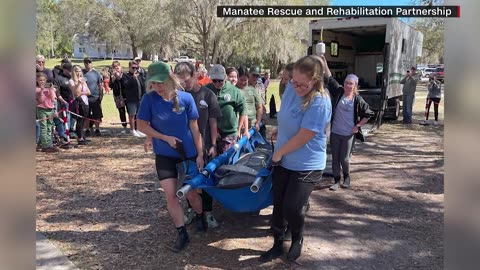 Record 12 manatees released into the wild Monday