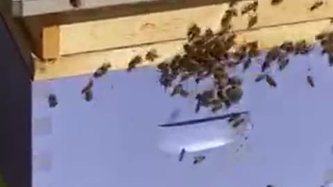 Honey Bee spring training