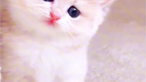 Cute Kitten Waiting for Someone #cutekitten #songs #attitude #cat