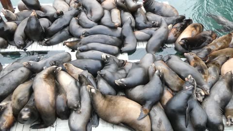 Sea Lion Docks, Newport, Oregon