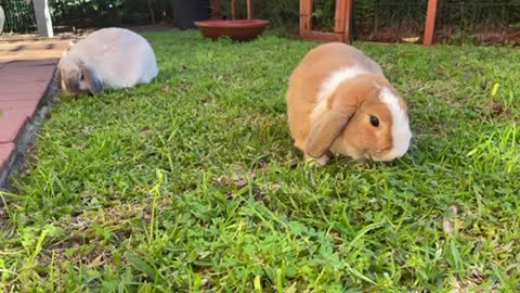 That yummy grassy feeling