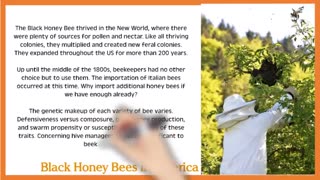 What are Black Honey Bees?