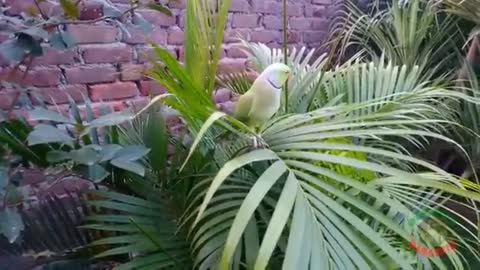 Beautiful parrot