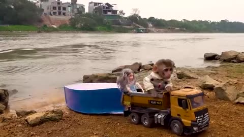 Monkey Bibi and Dad bathed in mud and harvested fish, snails