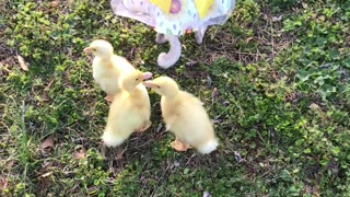 Ducklings Follow a Cute Dog in a Cute Outfit