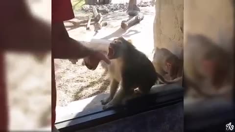 Funny animal