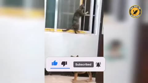 animal funny video
