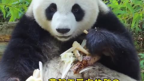 Panda 🐼