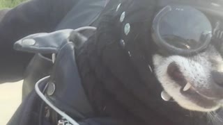 Jack the Dog on a Harley Ride