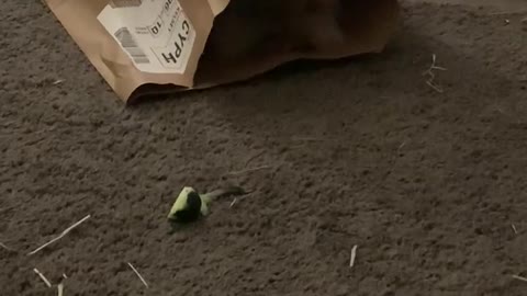 Lion head bunny playing with paper bag