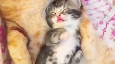 Adorable Ginger cat with her baby sleeping Compilation Video 2022 😍😂🤣