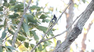 Endangered Australian songbird 'losing its song'