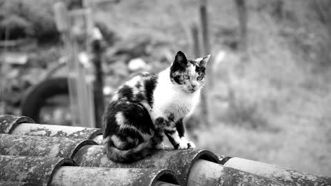 Black And White Cat Feline Roof Colombia