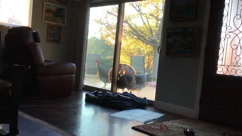 Turkey visiting at the sliding glass door in the morning.