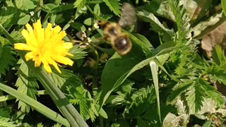 A bee pollinates a flower.