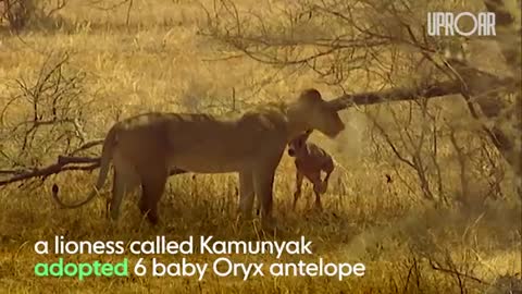 Leopard Adopted 6 Baby Antelopes