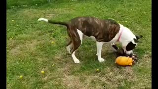 Ferret gets airborne while playing tug-of-war with pit bull