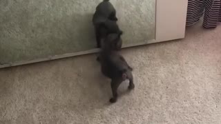 Puppy barks at his reflection in the mirror