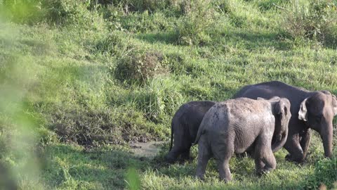A - Family OF Elephant Roaming At A Grassland