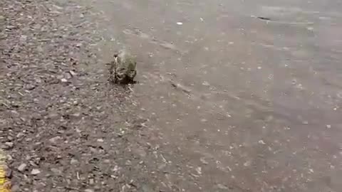 mate Narrow-mouth frog